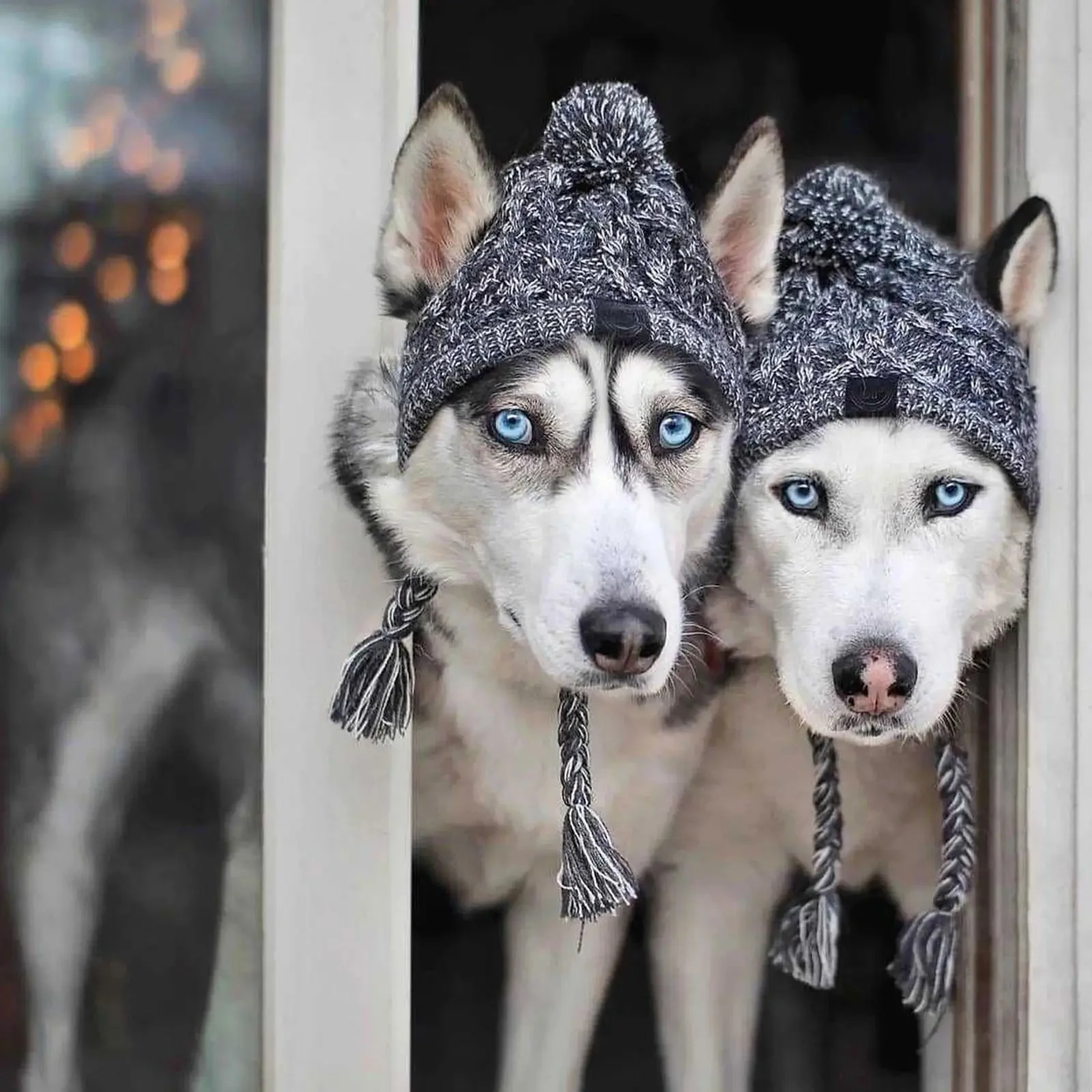 Dog Pom Beanie - Image 4
