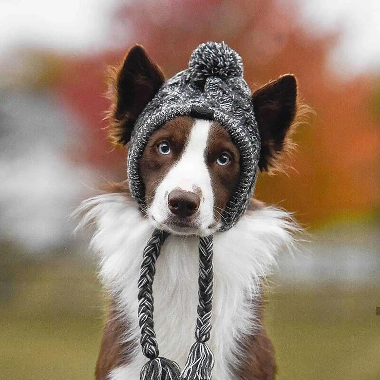 Dog Pom Beanie - Image 5