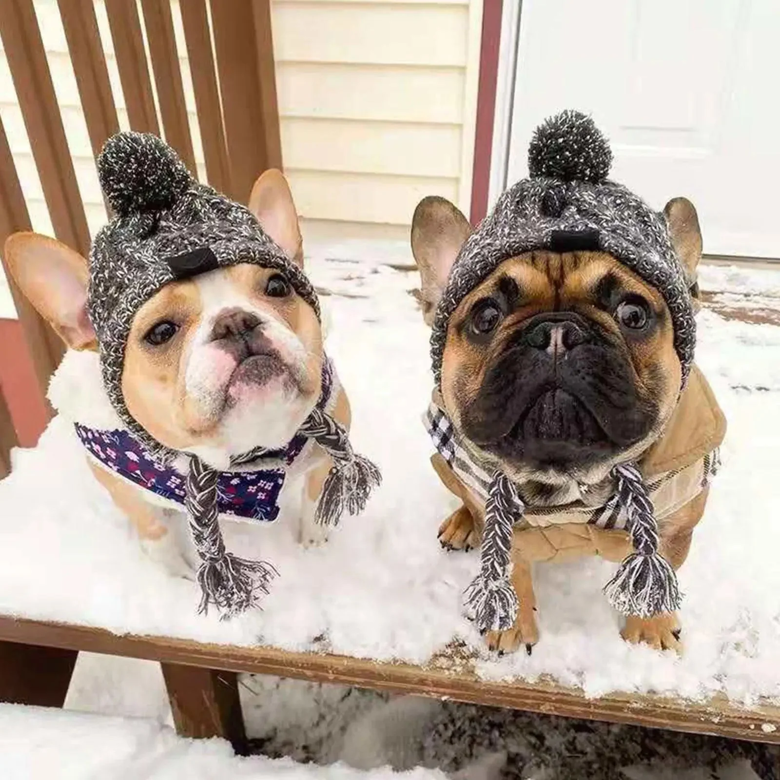 Dog Pom Beanie - Image 6