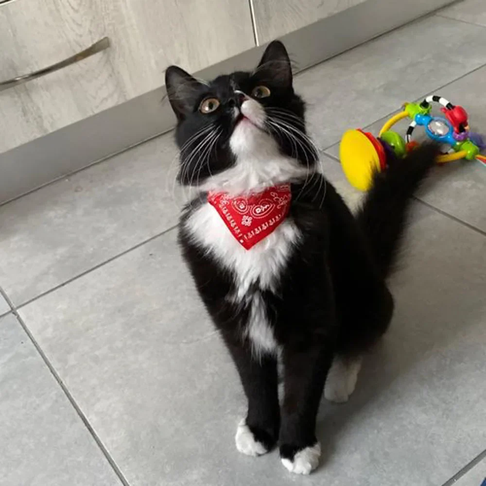 Happy Tails Cat Bandana Collar - Image 7